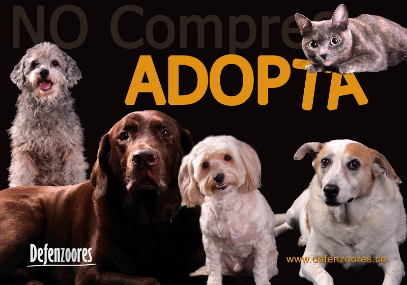 Nueva Campaña de adopcion 